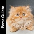 Persa Quieto