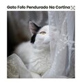 Gato Fofo Pendurado Na Cortina