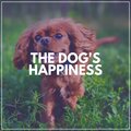 Dog Relaxation - Fluffy Doggy