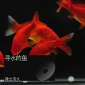 见良 - 寻水的鱼