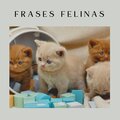 Frases Felinas