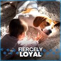 Calming for Dogs - Control Insects