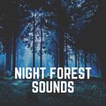 Weather and Nature Recordings - February Storm