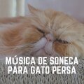 Música de Soneca para Gato Persa