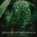 Ruidos de la Selva、La mejor musica instrumental、Música para Dormir Con Relajantes Sonidos de la Naturaleza - Lluvia Ordinaria