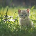 Kitten Playday