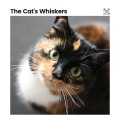 Cat Music - Frolicsome Ambient