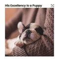 Calming for Dogs - Calming Doggy Times, Pt. 12