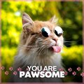 Cat Music Therapy - A Relaxing Cat Sound
