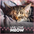 Cat Music - Let Your Cats Sleep