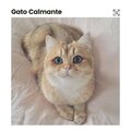 Gato Calmante