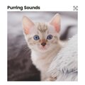 Cat Music - Ambient Emotion