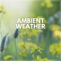 Meditation - Sleep Outside in the Woods