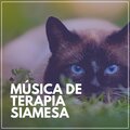 Música de Terapia Siamesa