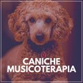 Caniche Musicoterapia