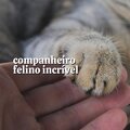 Companheiro Felino Incrível