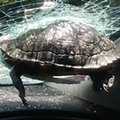 Jeronathameron - Teenage Mutant Flying Turtle