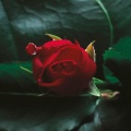 Michael Brook、nusrat fateh ali khan - Crest (Edit)