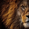 ByAstral - Wild Lioness