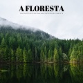 A Floresta: Sons Pacíficos Do Rio Para Uma Concentração Completa