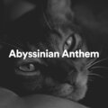 Cat Music - Your Kitten's Hobby to Listen