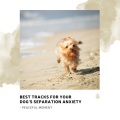 Relaxing Zen Music Therapy、Pregnancy and Birthing Specialists、Baby Lullaby Philocalm Academy、Music For Dogs Ears、Relaxing Music Philocalm、Dhriti Aloki Chakra、Baby Sleep、Calming Music for Dogs、Music for Calming Dogs、Calming for Dogs Indeed、Baby Naptime、Baby Sleep Baby Sounds、Relax Chillout Lounge、Rel - Calm Wind Melodies for Calmative Zone