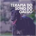 Dog Music Therapy - Four-legged Friends