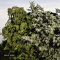 Bilo 503 - Bayybe 19