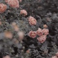 药迟luriki - 孤梦