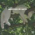 Arrepios de Gato