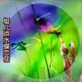 思雨 - 蜓儿点水蝶恋花