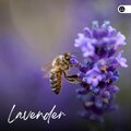 Sounds of Nature Noise - Twist