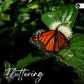 Fluttering