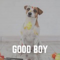 Relaxmydog - Concord