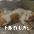 Music For Cats Peace - Soothing Melodies to Calm Your Cat, Pt. 34