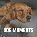 Sleeping Music For Dogs - Ultimate Chill Music for Your Dog, Pt. 46