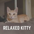 Music For Cats - Our Feline Friends' Soothing Sound