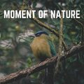 Swedish Forest Birds - Found Everywhere