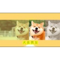 陈泽希、焉栩嘉 - 犬系男友