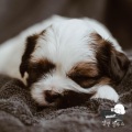 나의 사랑하는 강아지 (My lovely puppy)