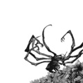 ETERNAL RAIJIN - reality.