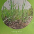 Kely Sensen - Marine Evangelization