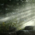 Steady Rain at the Forest Vol. 2