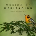 Música De Meditación: Insectos Para Dormir  Vol. 1