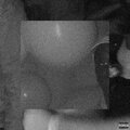Mansa - dispardisuks (Explicit)