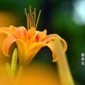 逆旅凡客 - 萱草花