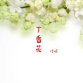 信晗 - 丁香花