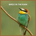 Birds in the Rain