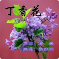 丁香花