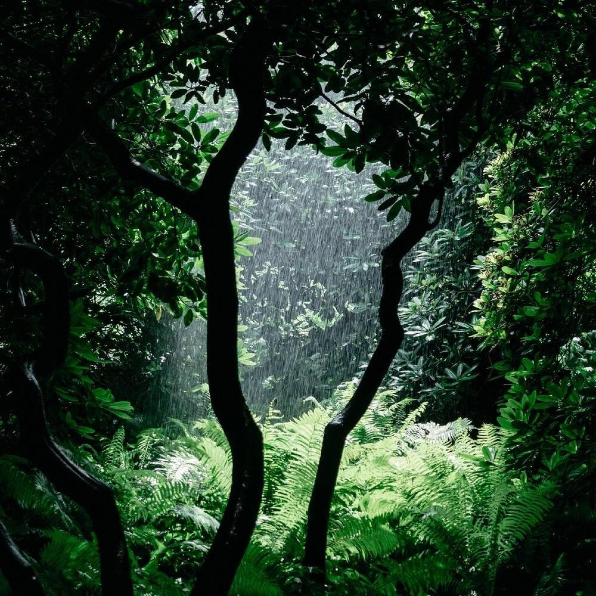 Shidder、Axian、PLUSMA、Toonorth、Psalm Trees - Tropical Canopy (feat. Axian Plusma Toonorth & Psalm Trees)